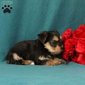 Xaiver, Morkie / Yorktese Puppy